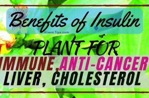 9 Benefits of Insulin plant for immune, anti-cancer, liver, and cholesterol Benefits of Insulin plant Aliens Tips