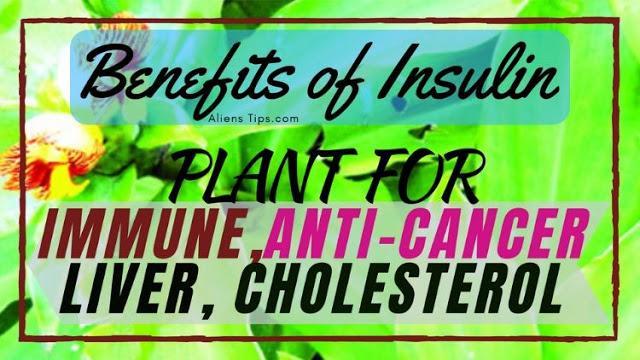 9 Benefits of Insulin plant for immune, anti-cancer, liver, and cholesterol Benefits of Insulin plant Aliens Tips